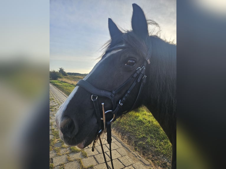 Tinker Stute 14 Jahre 145 cm Rappe in Büchten