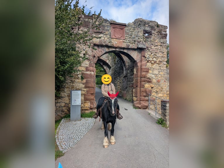 Tinker Stute 14 Jahre 145 cm Rappe in Lörrach