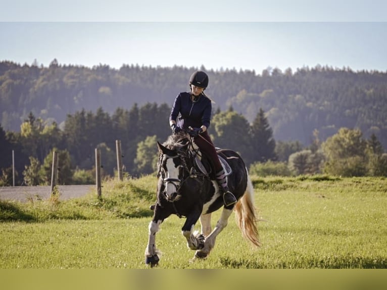 Tinker Stute 14 Jahre 146 cm in Geretsried