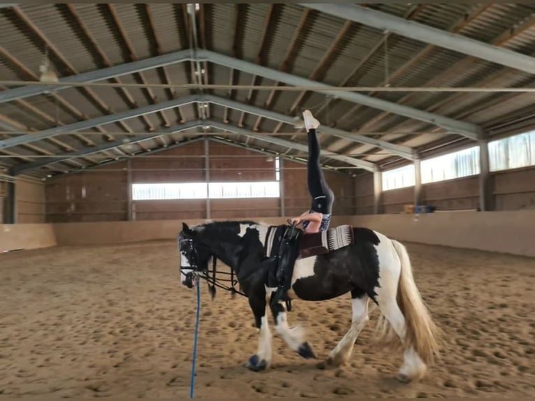 Tinker Stute 14 Jahre 146 cm in Geretsried