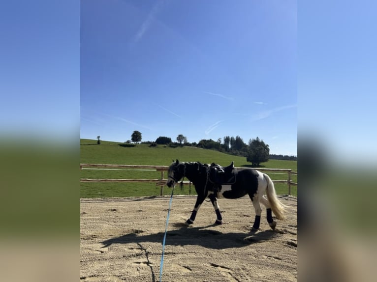 Tinker Stute 14 Jahre 146 cm in Geretsried