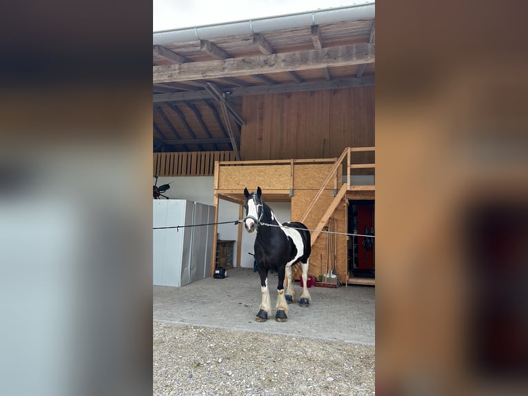 Tinker Stute 14 Jahre 146 cm in Geretsried