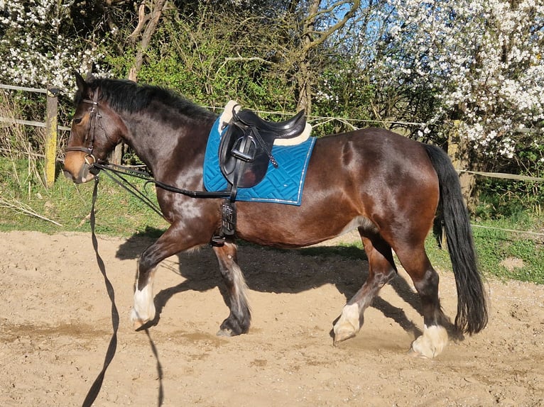 Tinker Stute 14 Jahre 147 cm Brauner in Grevesm&#xFC;hlen