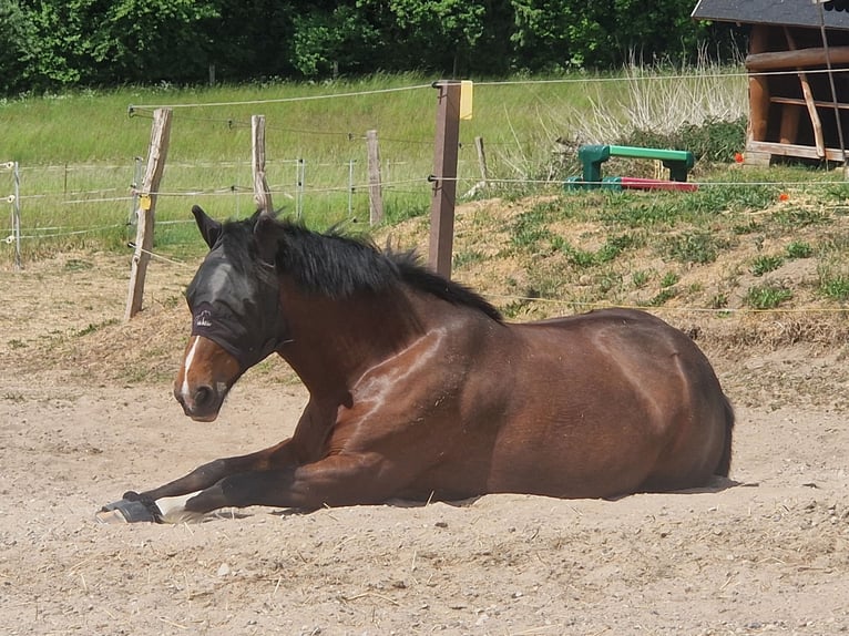 Tinker Stute 14 Jahre 147 cm Brauner in Grevesm&#xFC;hlen