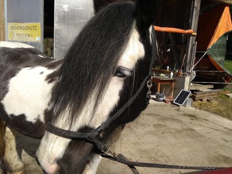 Tinker Mix Stute 14 Jahre 150 cm Tobiano-alle-Farben in Malsburg-Marzell