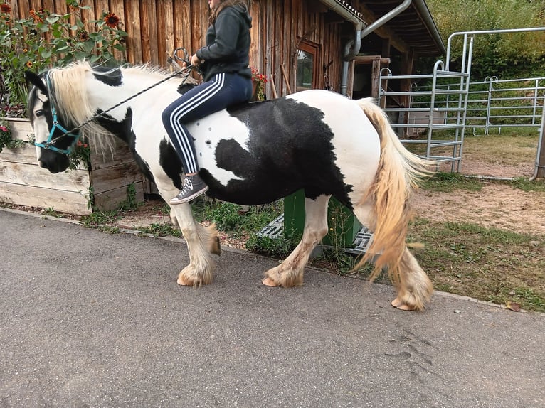 Tinker Mix Stute 14 Jahre 150 cm Tobiano-alle-Farben in Malsburg-Marzell