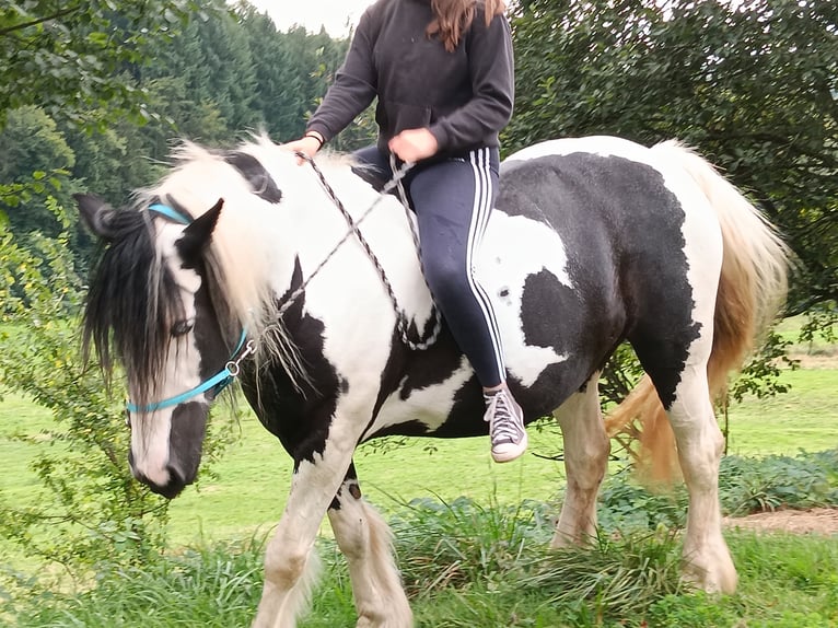 Tinker Mix Stute 14 Jahre 150 cm Tobiano-alle-Farben in Malsburg-Marzell