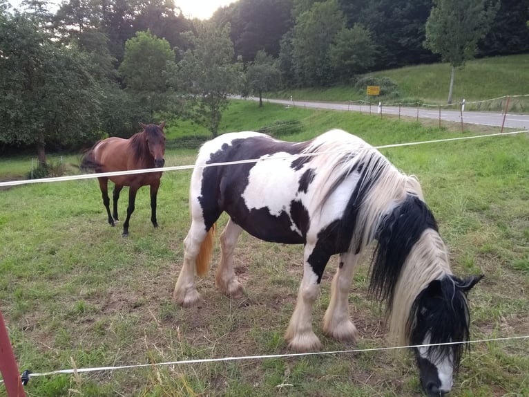 Tinker Mix Stute 14 Jahre 150 cm Tobiano-alle-Farben in Malsburg-Marzell
