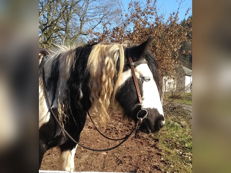 Tinker Mix Stute 14 Jahre 150 cm Tobiano-alle-Farben in Malsburg-Marzell