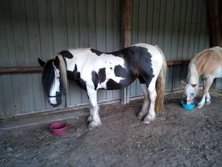 Tinker Mix Stute 14 Jahre 150 cm Tobiano-alle-Farben in Malsburg-Marzell