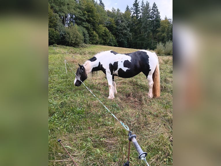 Tinker Mix Stute 14 Jahre 150 cm Tobiano-alle-Farben in Malsburg-Marzell