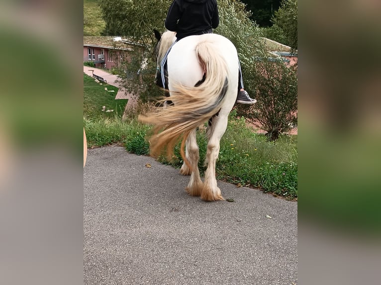 Tinker Mix Stute 14 Jahre 150 cm Tobiano-alle-Farben in Malsburg-Marzell