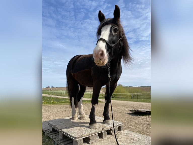 Tinker Stute 14 Jahre 154 cm Rappe in Nehms