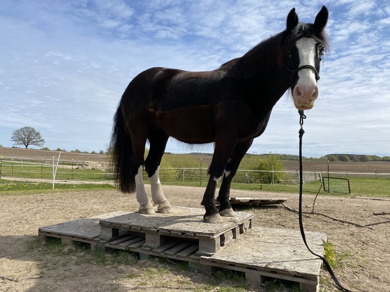 Tinker Stute 14 Jahre 154 cm Rappe in Nehms