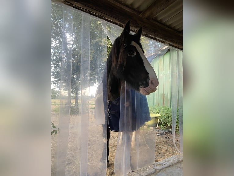 Tinker Stute 14 Jahre 154 cm Rappe in Nehms