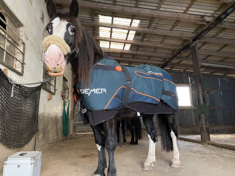 Tinker Stute 14 Jahre 154 cm Rappe in Nehms