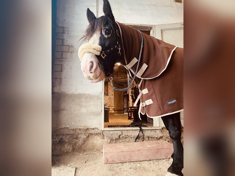 Tinker Stute 14 Jahre 154 cm Rappe in Nehms