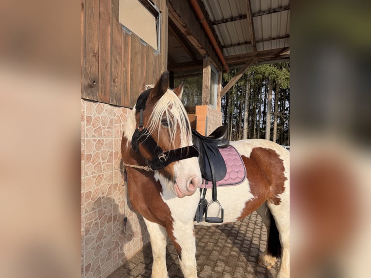 Tinker Stute 14 Jahre 154 cm Schecke in Oberleichtersbach