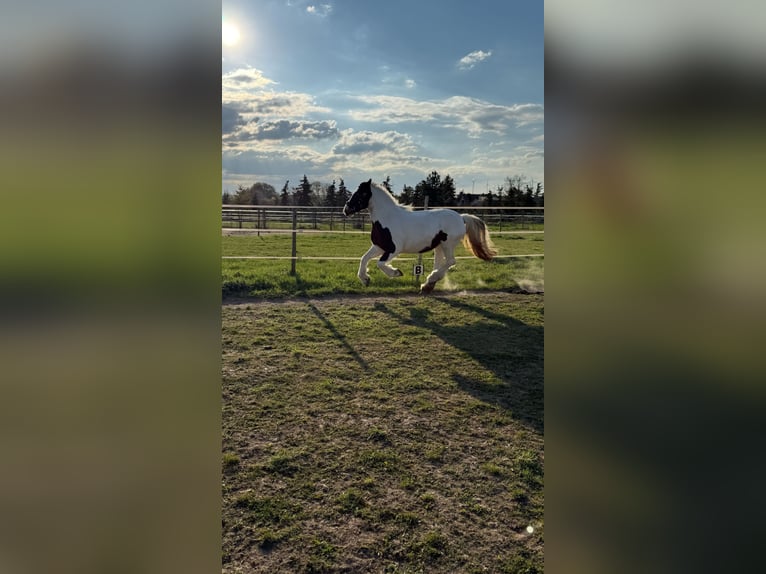 Tinker Stute 14 Jahre 156 cm Schecke in M&#xF6;lsheim