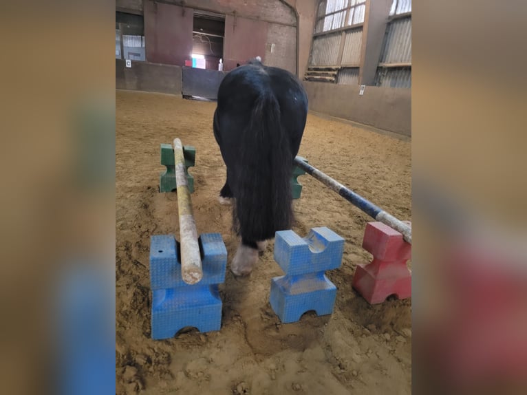 Tinker Stute 14 Jahre 157 cm Rappe in Sieveringen