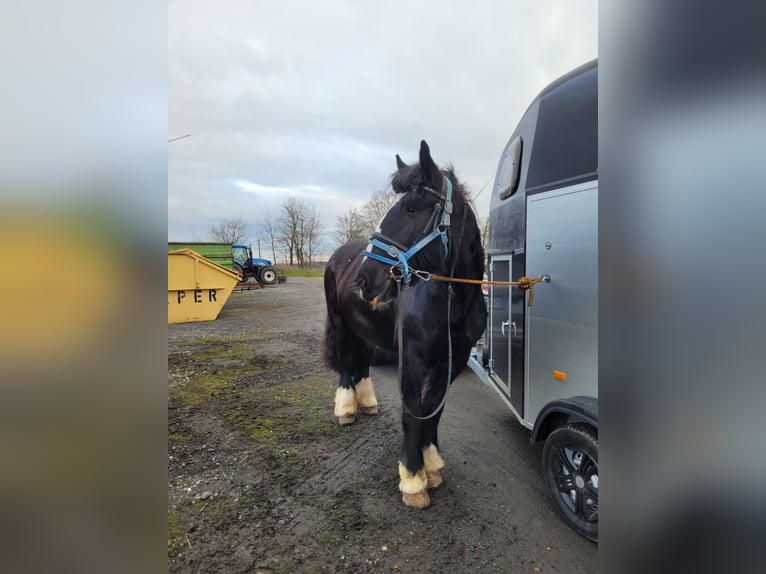 Tinker Stute 14 Jahre 157 cm Rappe in Sieveringen