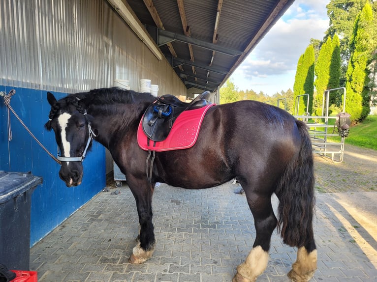 Tinker Stute 14 Jahre 157 cm Rappe in Sieveringen
