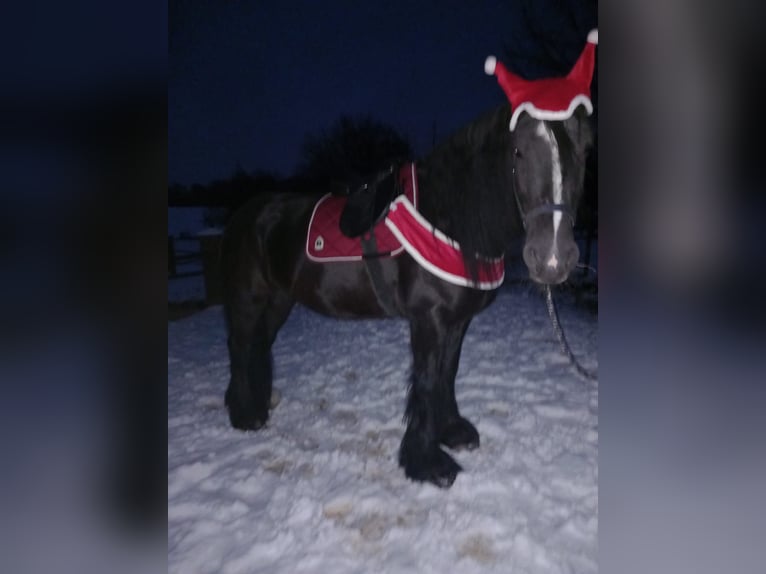 Tinker Mix Stute 14 Jahre 164 cm Rappe in Bielefeld