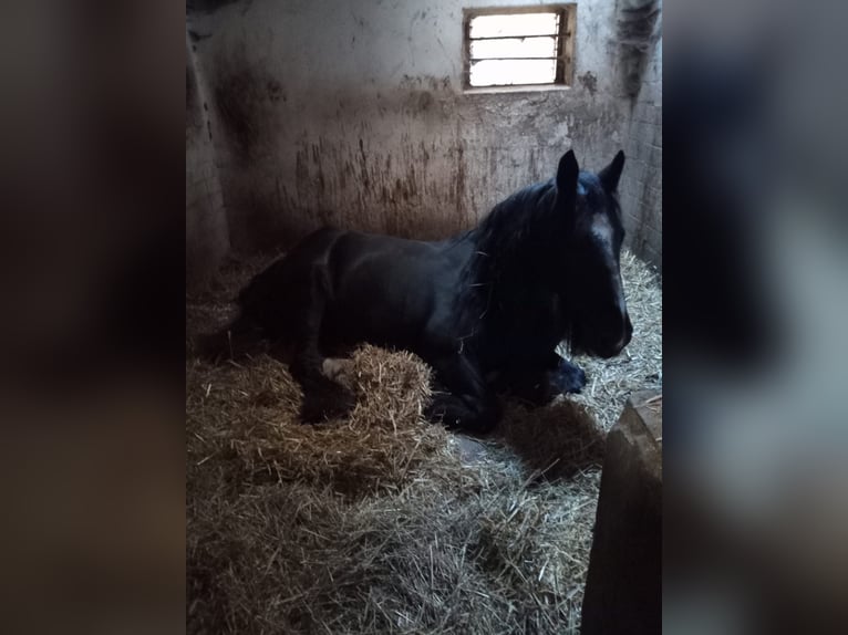 Tinker Mix Stute 14 Jahre 164 cm Rappe in Bielefeld