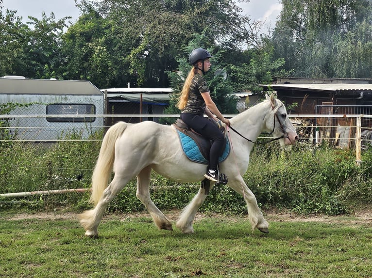 Tinker Stute 15 Jahre 135 cm Schimmel in Wei&#xDF;enthurm