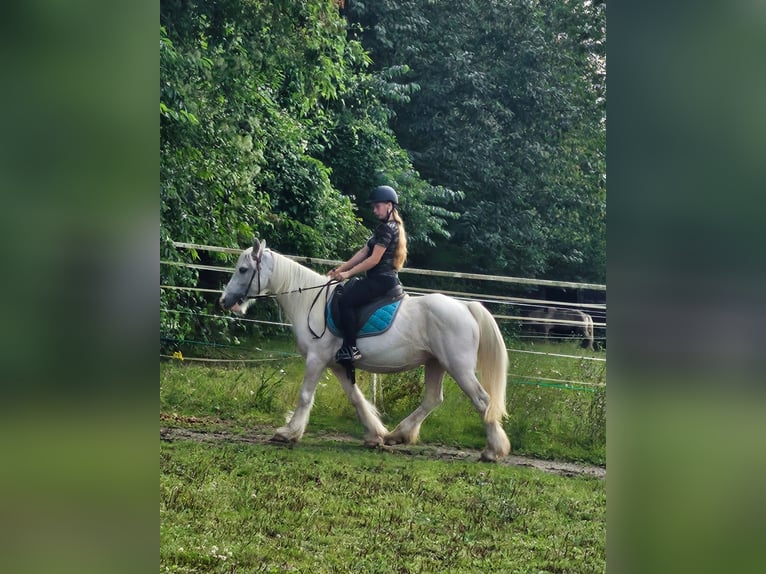 Tinker Stute 15 Jahre 135 cm Schimmel in Wei&#xDF;enthurm