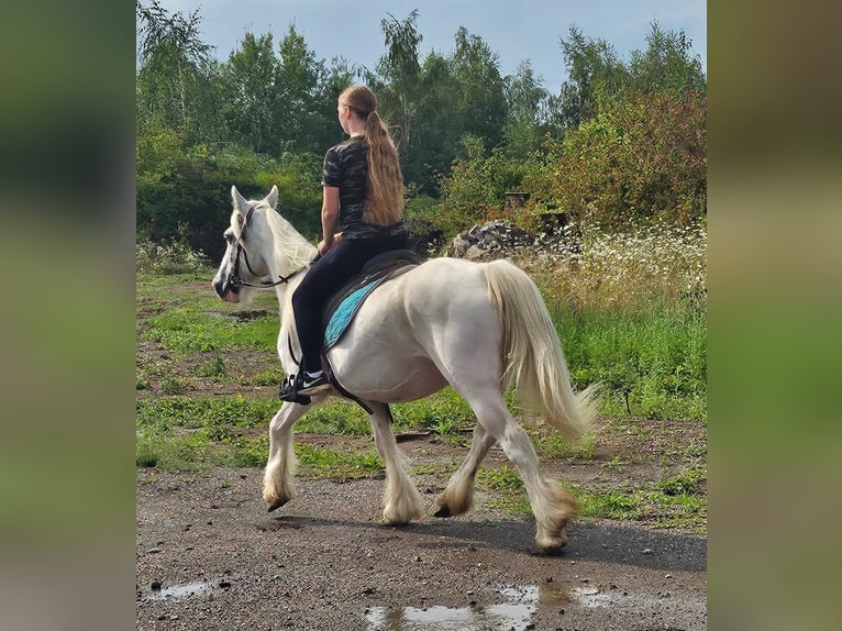 Tinker Stute 15 Jahre 135 cm Schimmel in Wei&#xDF;enthurm