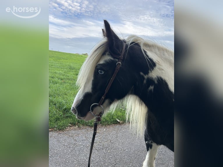 Tinker Stute 15 Jahre 138 cm Schecke in Wassenberg
