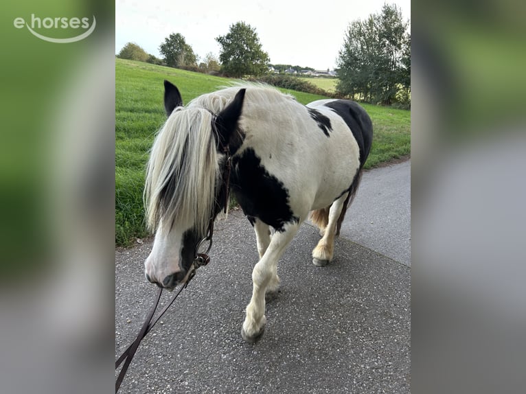 Tinker Stute 15 Jahre 138 cm Schecke in Wassenberg