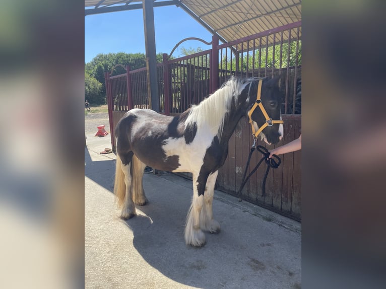 Tinker Stute 15 Jahre 138 cm Tobiano-alle-Farben in Beaumont Saint-Cyr