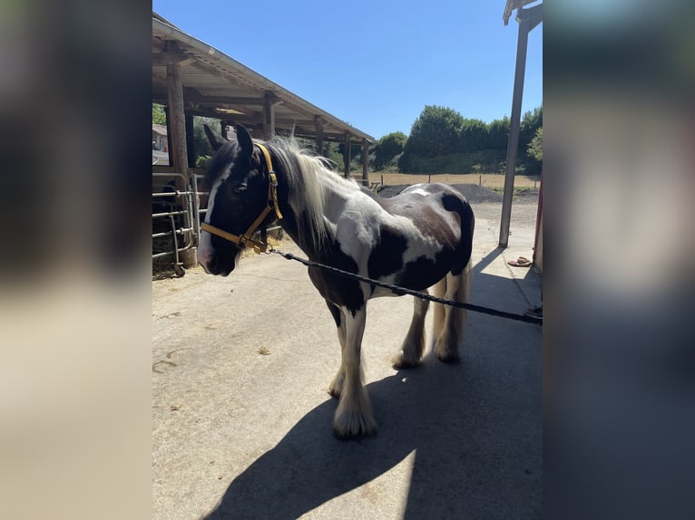 Tinker Stute 15 Jahre 138 cm Tobiano-alle-Farben in Beaumont Saint-Cyr