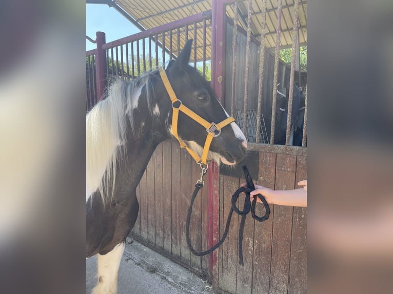 Tinker Stute 15 Jahre 138 cm Tobiano-alle-Farben in Beaumont Saint-Cyr