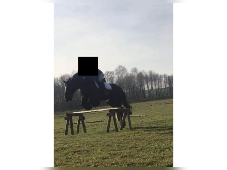 Tinker Stute 15 Jahre 140 cm Rappe in Lublin