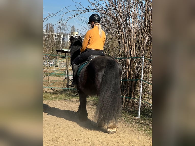 Tinker Stute 15 Jahre 140 cm Rappe in Wei&#xDF;enthurm