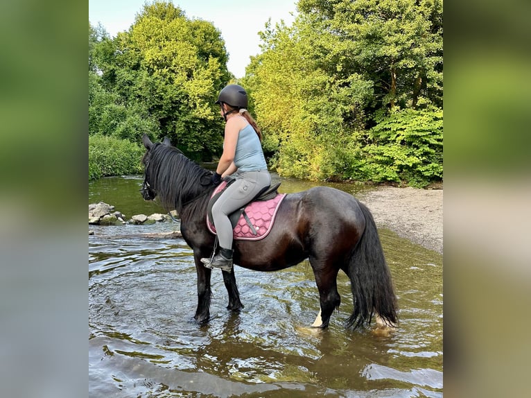 Tinker Stute 15 Jahre 140 cm Rappe in Wei&#xDF;enthurm