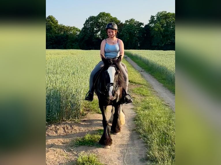 Tinker Stute 15 Jahre 140 cm Rappe in Wei&#xDF;enthurm