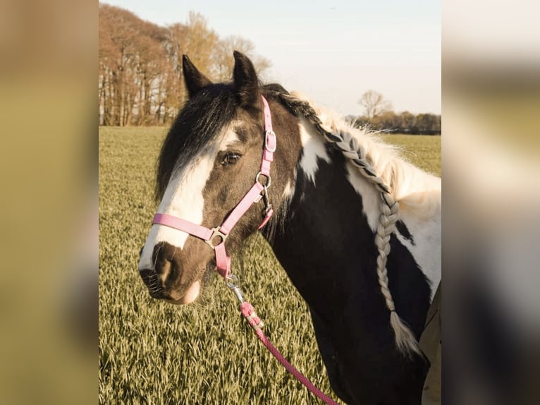 Tinker Stute 15 Jahre 140 cm Schecke in Billerbeck