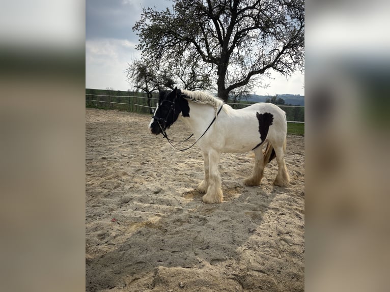 Tinker Stute 15 Jahre 140 cm Schecke in Kleinzell im Mühlkreis
