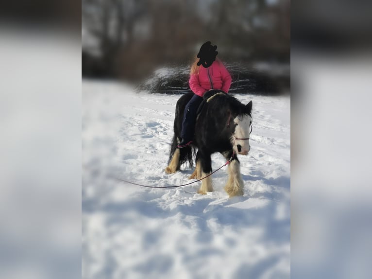 Tinker Stute 15 Jahre 140 cm Schwarzbrauner in Wilstedt