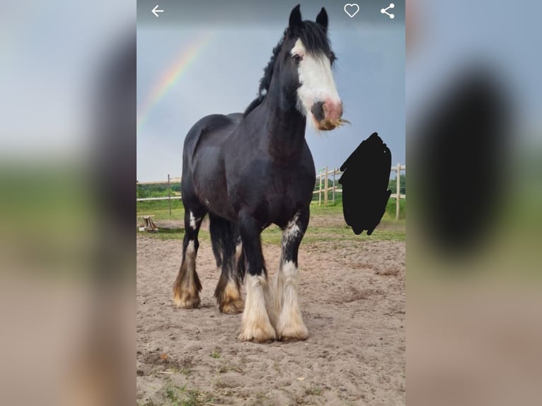 Tinker Stute 15 Jahre 140 cm Schwarzbrauner in Wilstedt