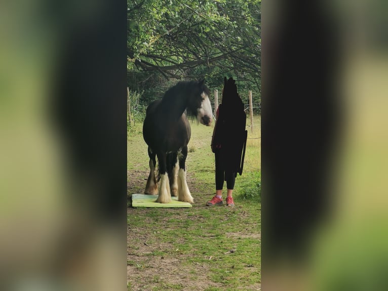 Tinker Stute 15 Jahre 140 cm Schwarzbrauner in Wilstedt