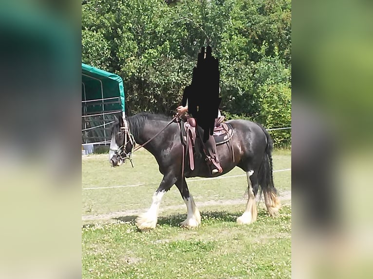 Tinker Stute 15 Jahre 140 cm Schwarzbrauner in Wilstedt