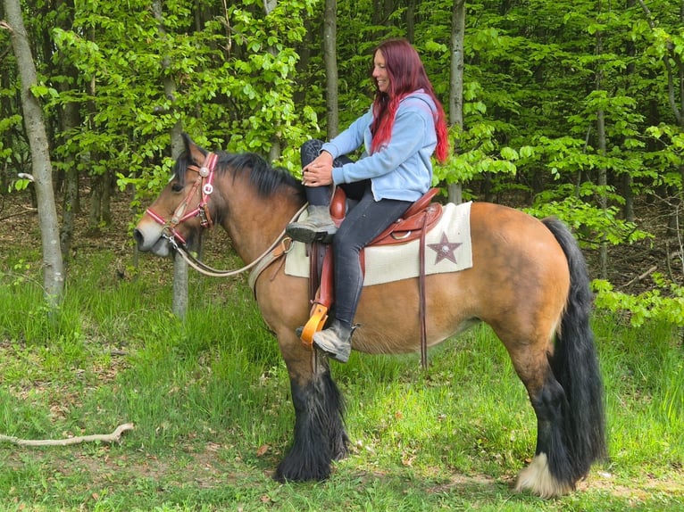 Tinker Stute 15 Jahre 142 cm Brauner in Linkenbach