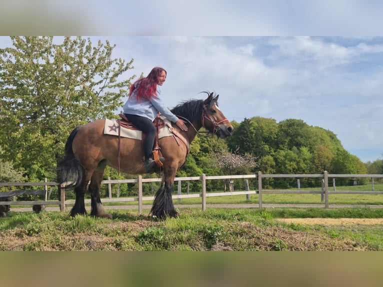 Tinker Stute 15 Jahre 142 cm Brauner in Linkenbach