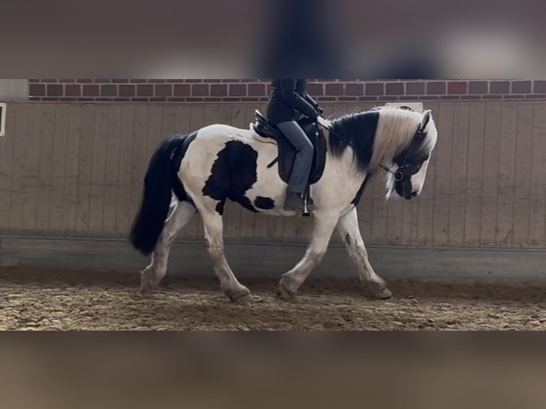 Tinker Stute 15 Jahre 145 cm in Duisburg