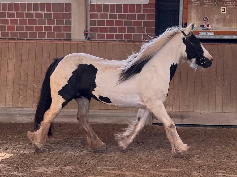 Tinker Stute 15 Jahre 145 cm in Duisburg